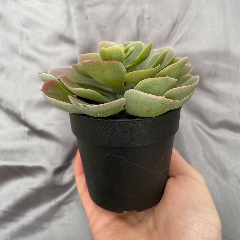 Fake Cactus Plant in Planter
